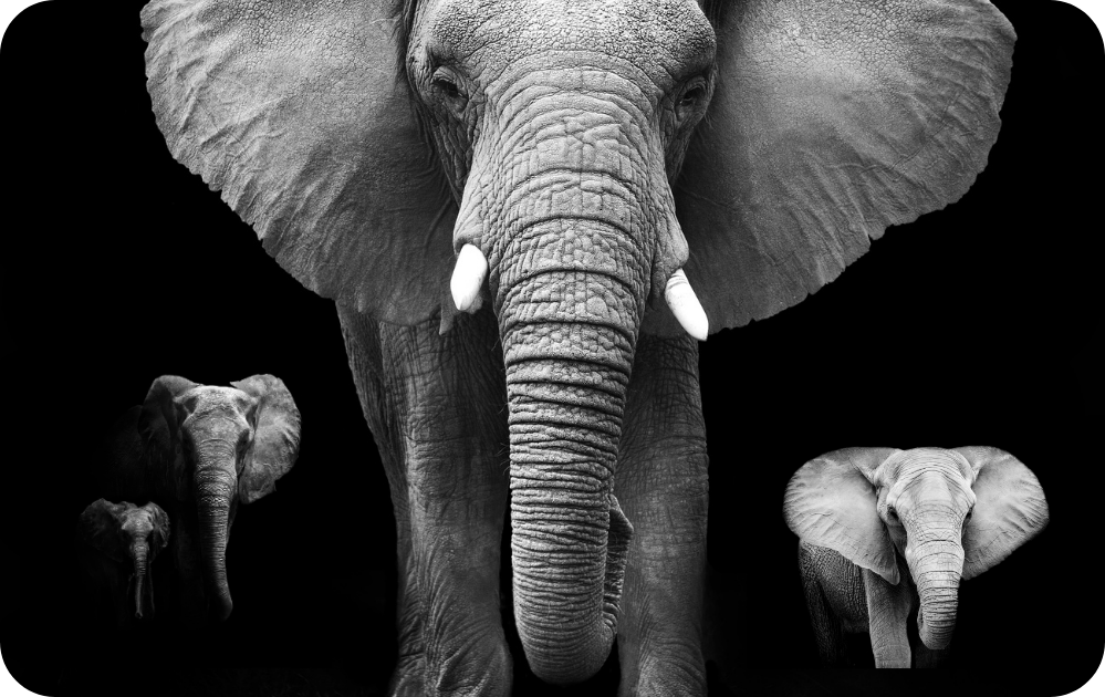 Custom Credit Card Decal| Waterproof Vinyl| Scratch Resistant| Matte Laminate| Elephants