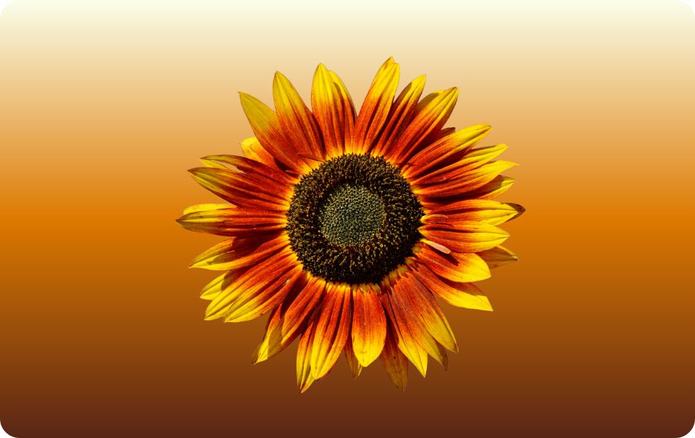 Custom Credit Card Decal| Waterproof Vinyl| Scratch Resistant| Sparkle Laminate| Sunflower